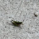 short-winged green grasshopper