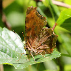 Eastern Comma