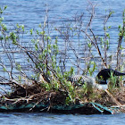 Common Loon