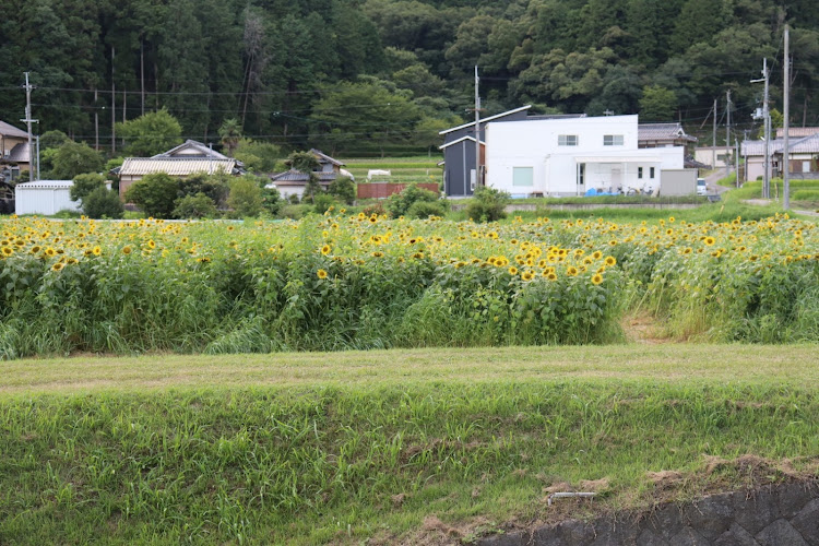 の投稿画像3枚目