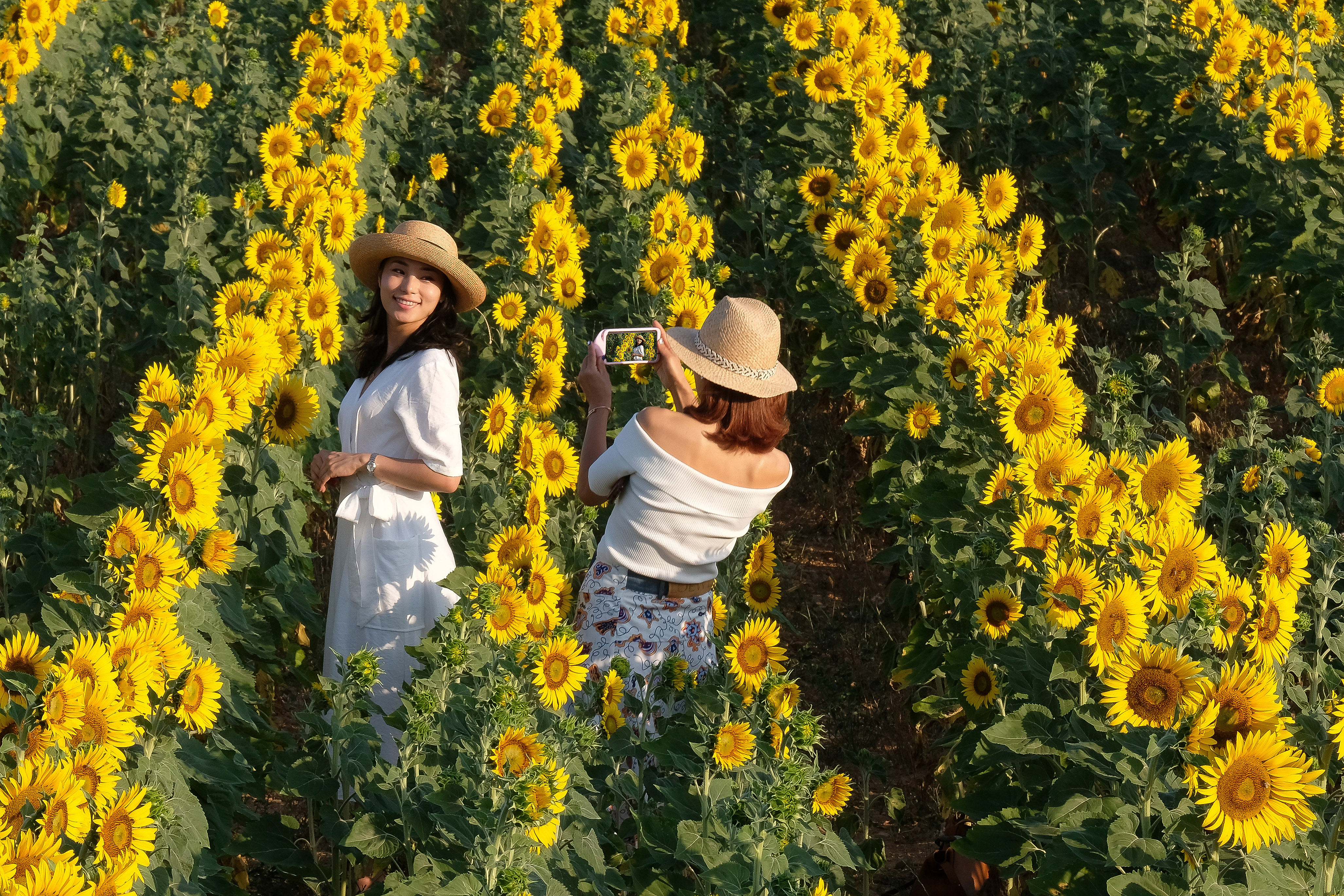 Flowers and sunflowers di tonino_de_rubeis