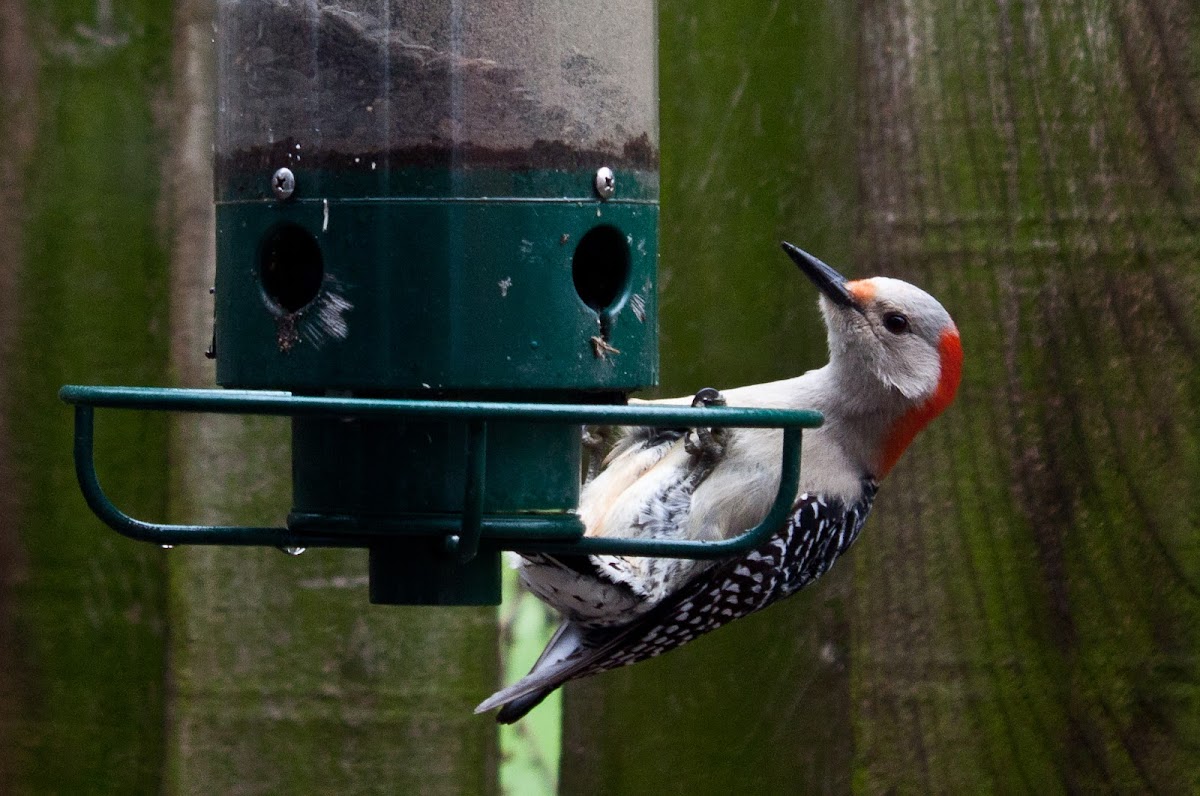 Red-bellied Woodpecker