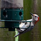 Red-bellied Woodpecker