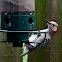 Red-bellied Woodpecker