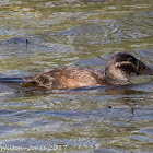 White-headed Duck; Malvasia