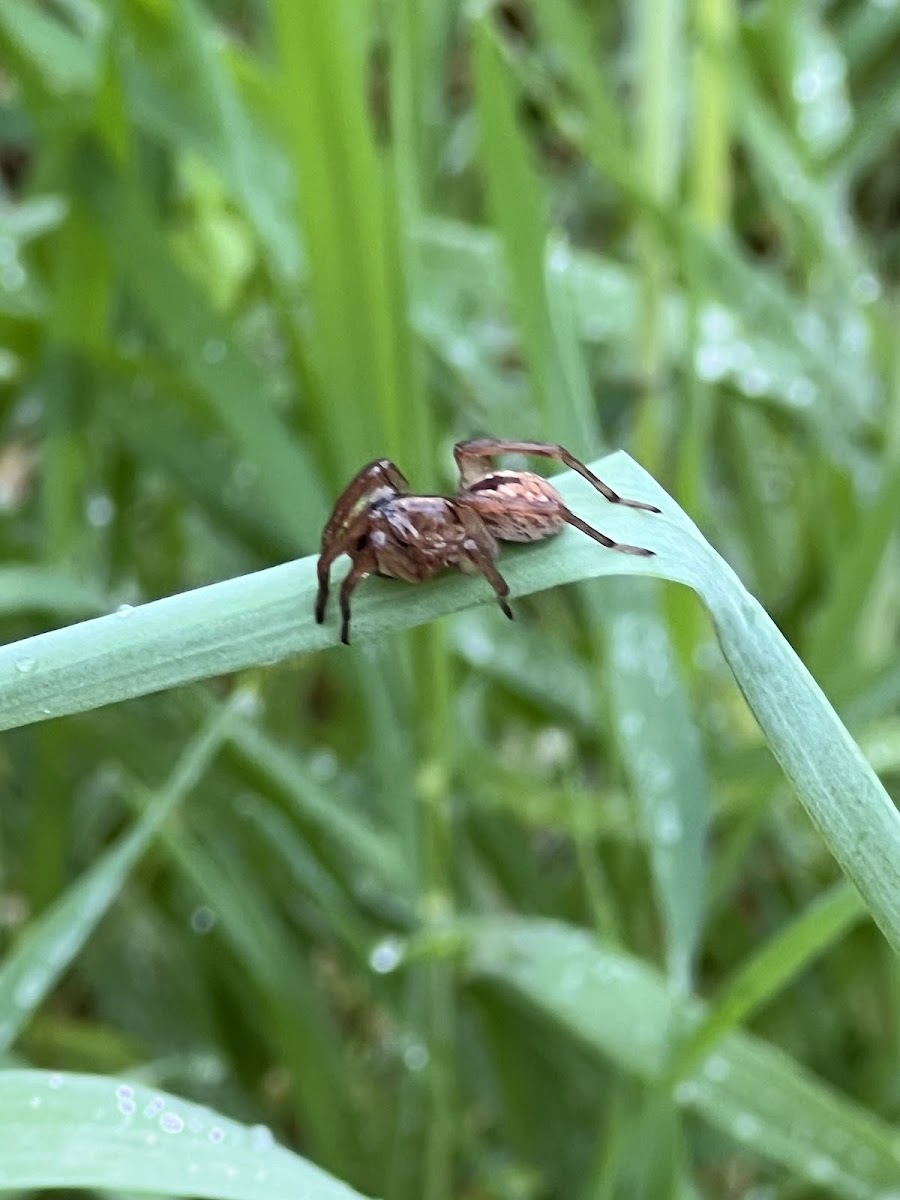 Wolf Spider