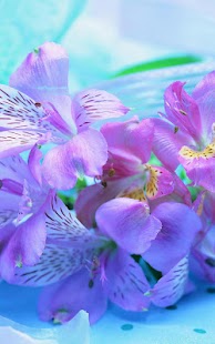 How to get Flowers Live Wallpaper lastet apk for bluestacks