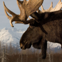 Moose Wallpaper New Tab Theme chrome extension