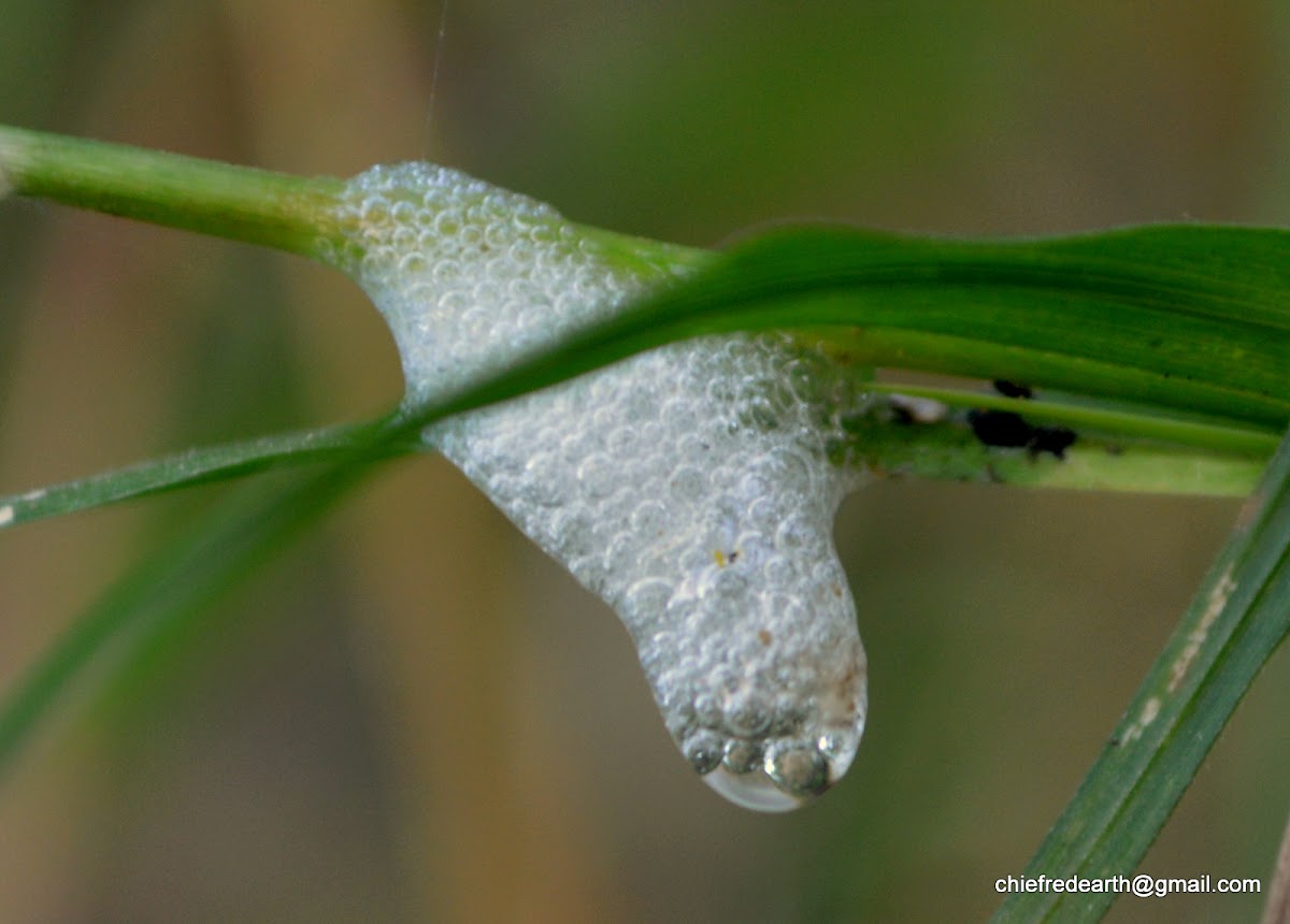 froghoppers