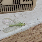 Green Lacewing