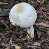 mushroom