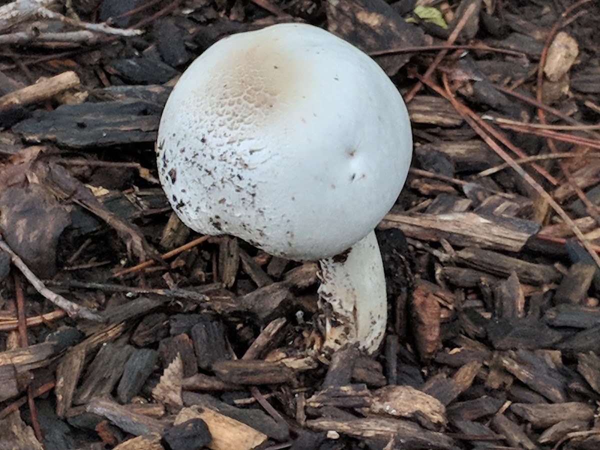 mushroom