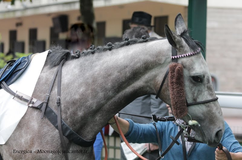 Photos Auteuil 16-05-2015 Week-end printanier de l'obstacle  W9sOc1w5_CqZSl-WTzYMheK_254-Lk6LkDXAq16rjEPU=w800-h530-no