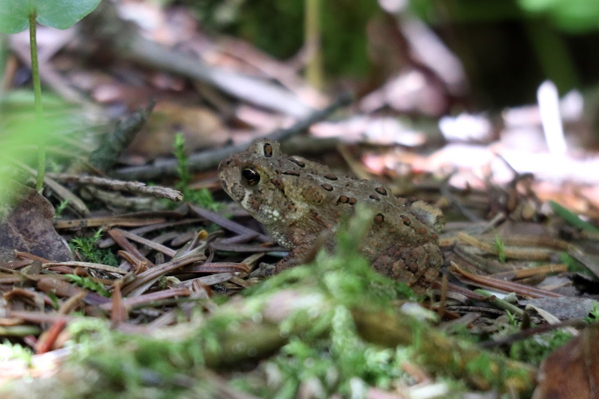 American Toad