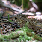 American Toad