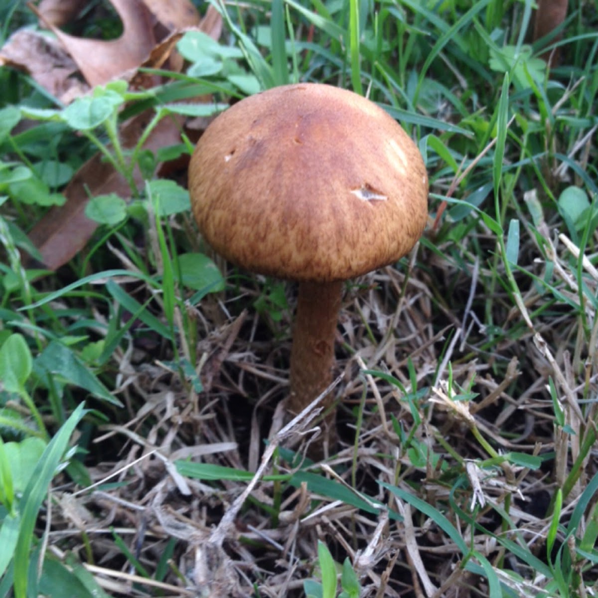 Honey Mushroom