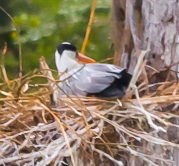 grey heron, gray heron (chick)