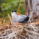 grey heron, gray heron (chick)