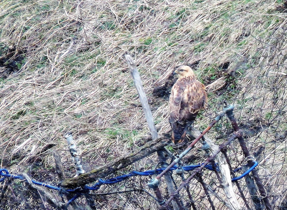 Long-legged Buzzard