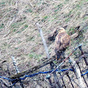 Long-legged Buzzard