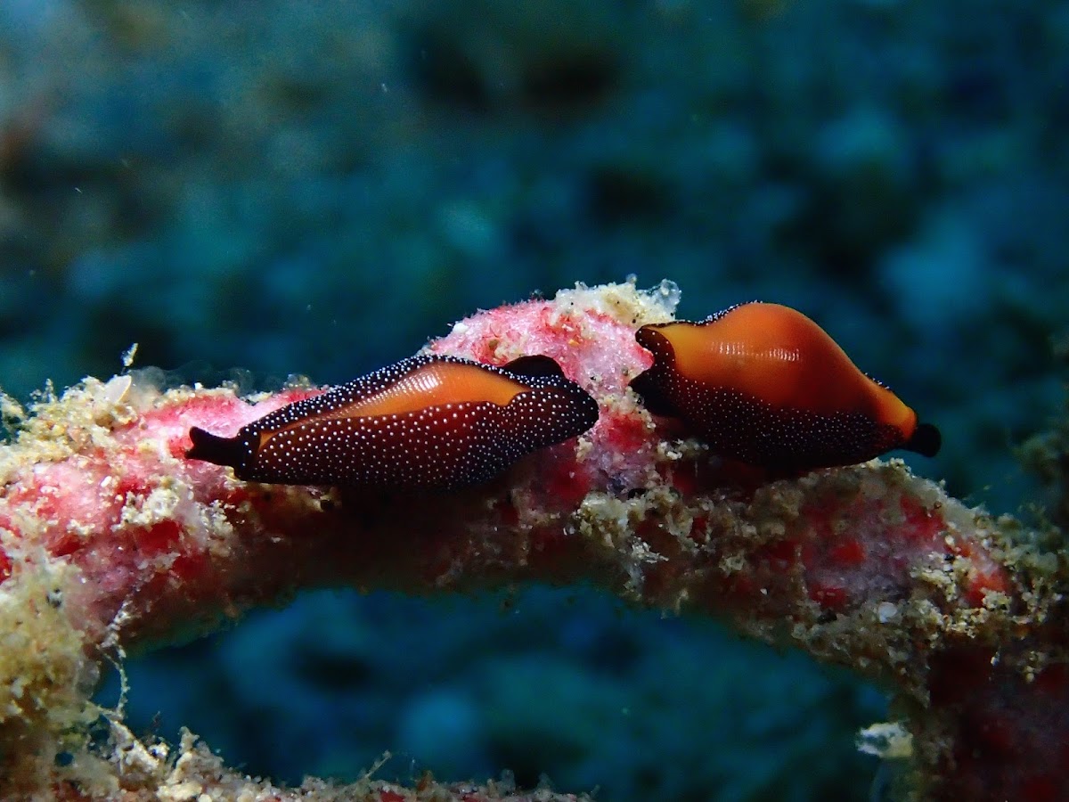 Formosa Cowrie