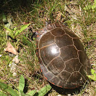 Painted turtle