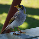 Yellow throated  Miner - white rumped