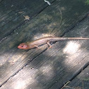 Broad headed skink