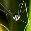 Harvestman