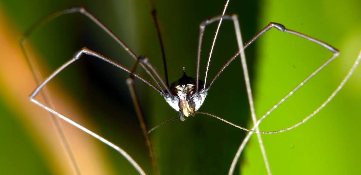 Harvestman