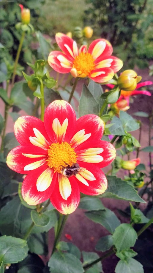 Swan Island Dahlias