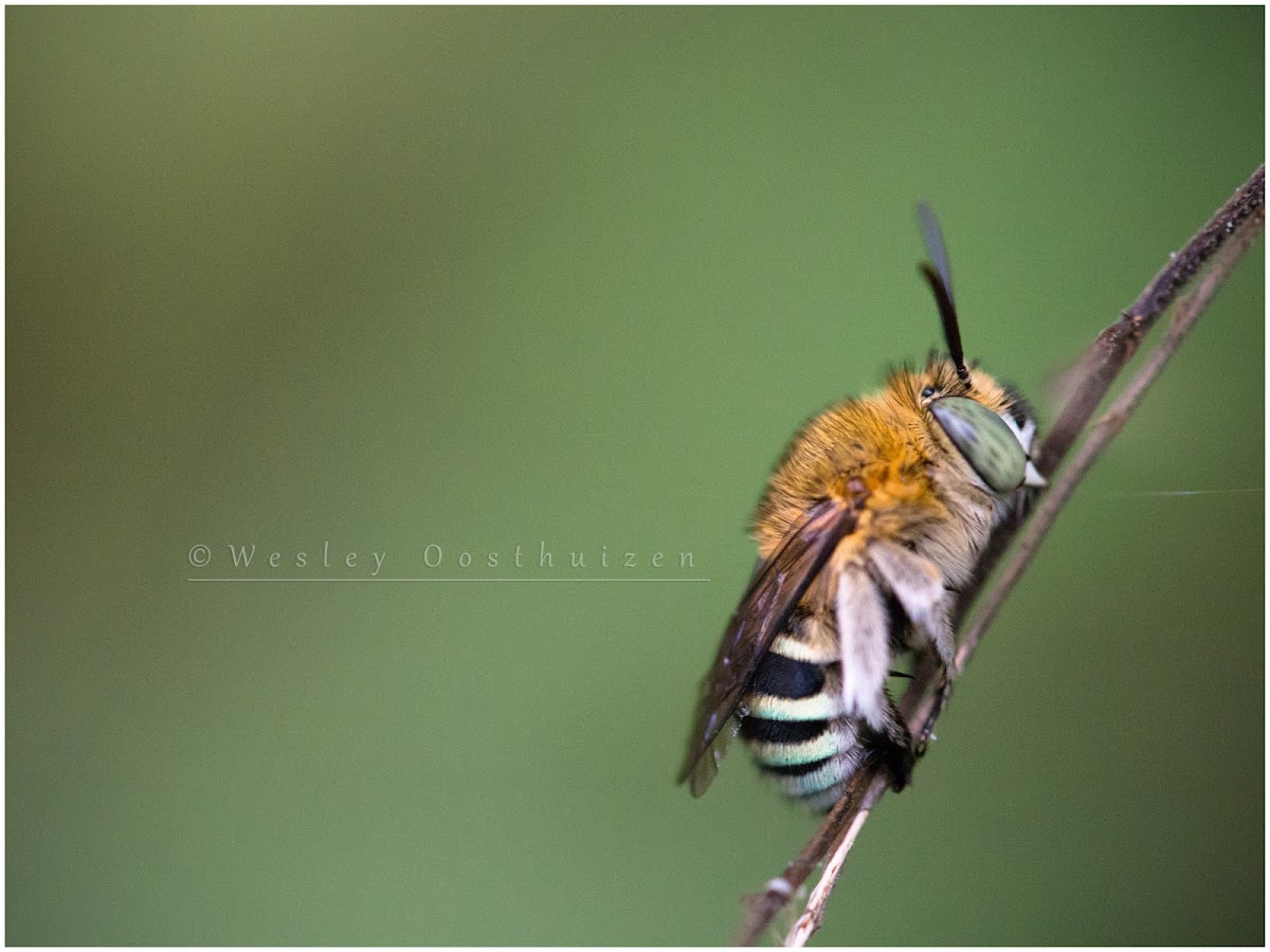 Blue-banded Bee