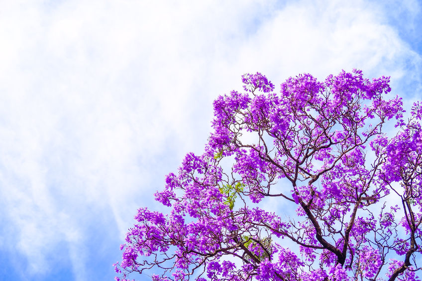 The Jacaranda Tree شجرة الجاكرندا