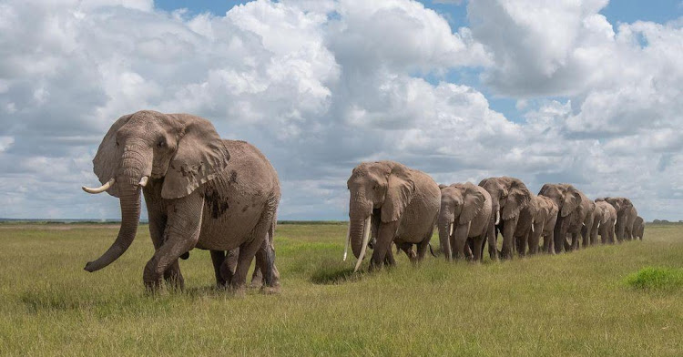 Elephants./KWS