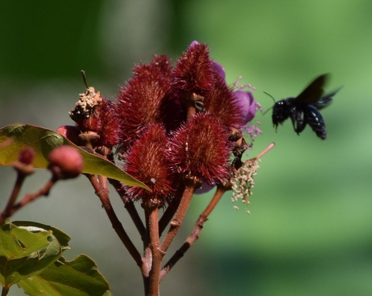 Achiote