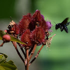 Achiote