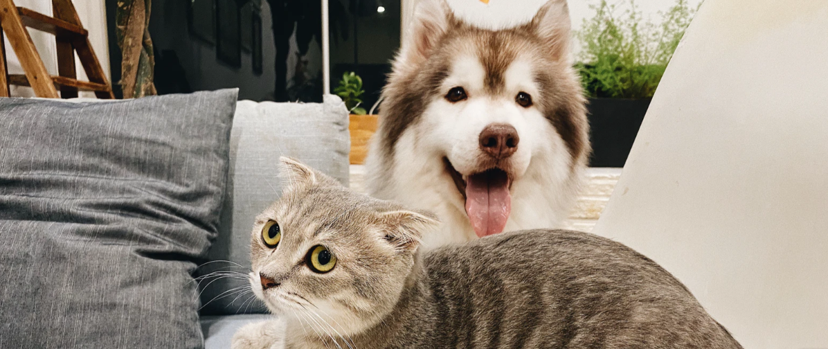 siberian husky with a cat 