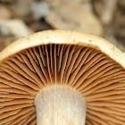 Cortinar Mushroom