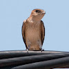 Red-rumped Swallow; Golondrina Daurica