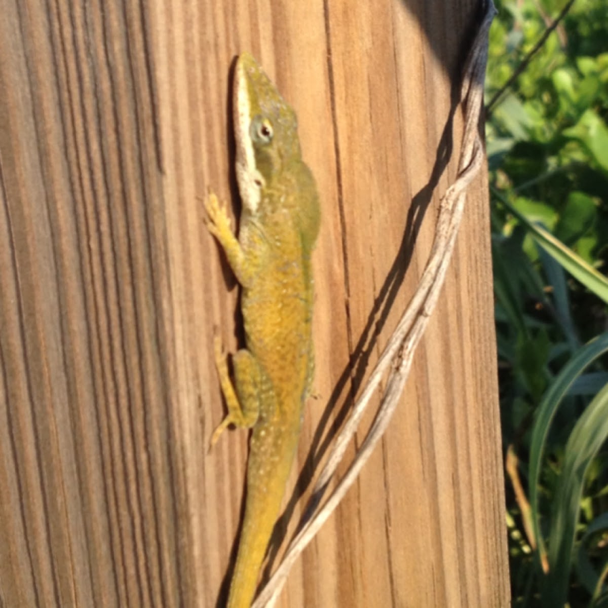 Green Anole