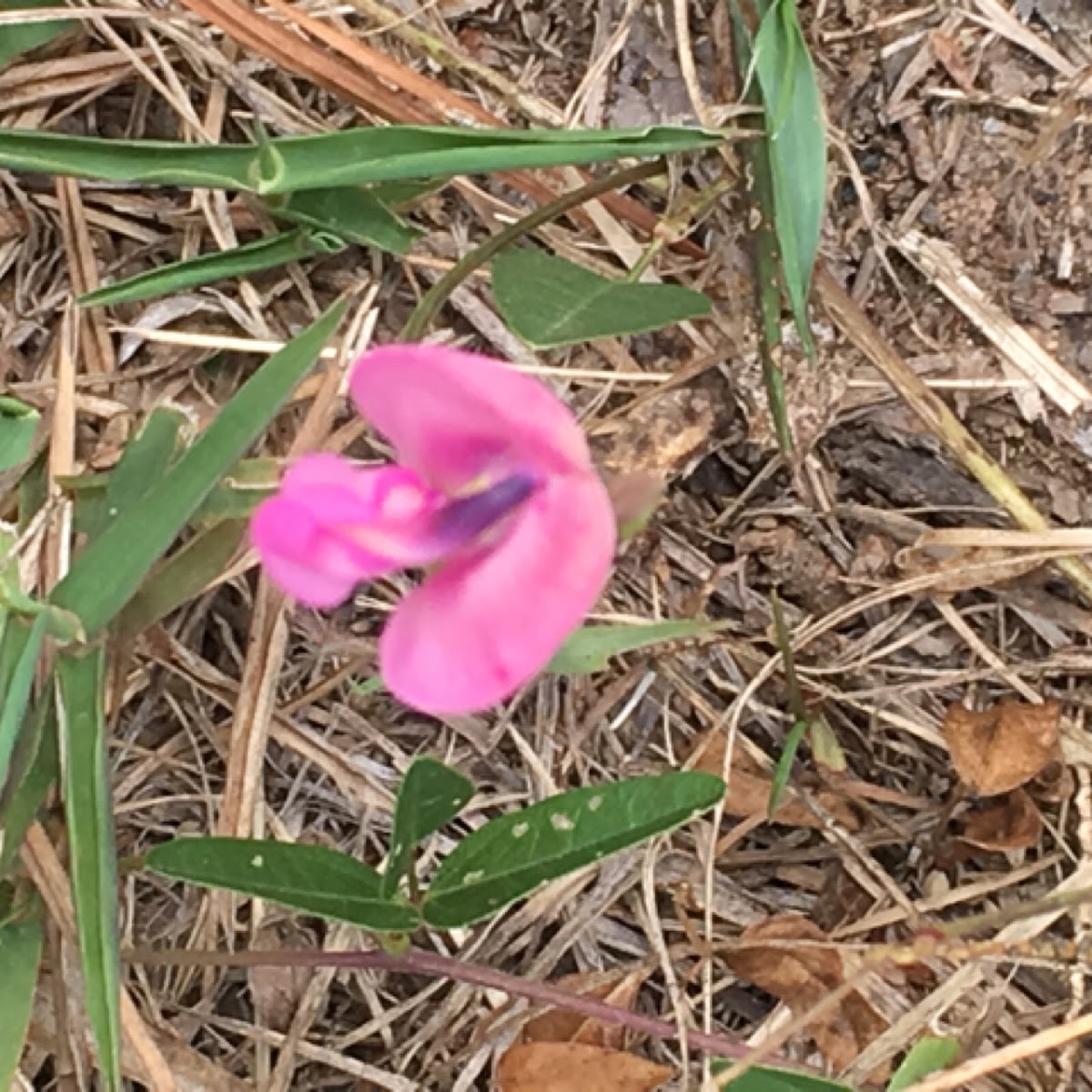 Perennial Pea