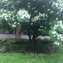 Flowering dogwood