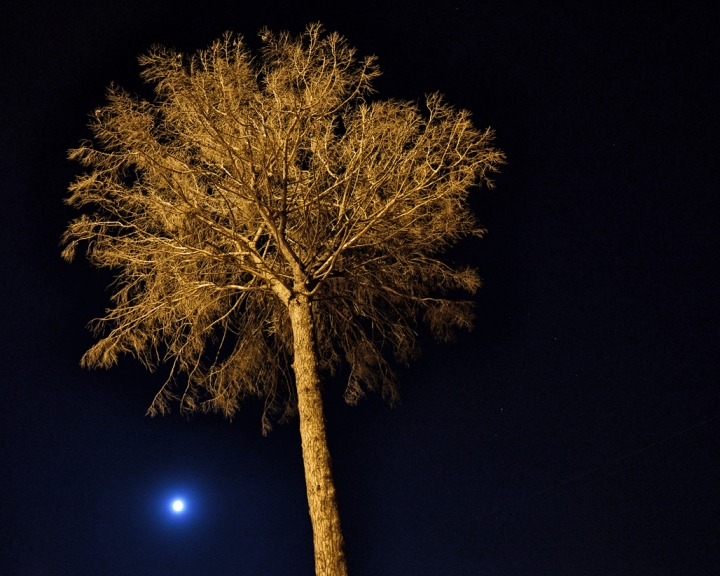 Albero in una notte di luna di Diana Cimino Cocco