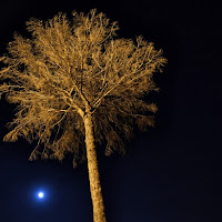 Albero in una notte di luna di 