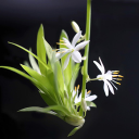 Flower climbing