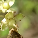 pea and bean weevil