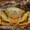 Chocolate Face Crab Spider