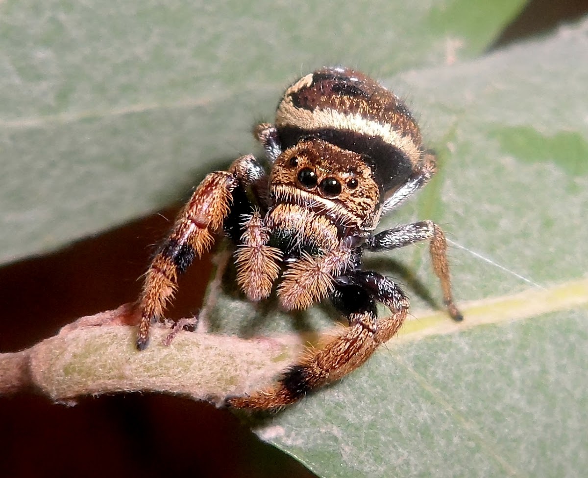 Jumping spider