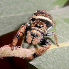 Jumping spider