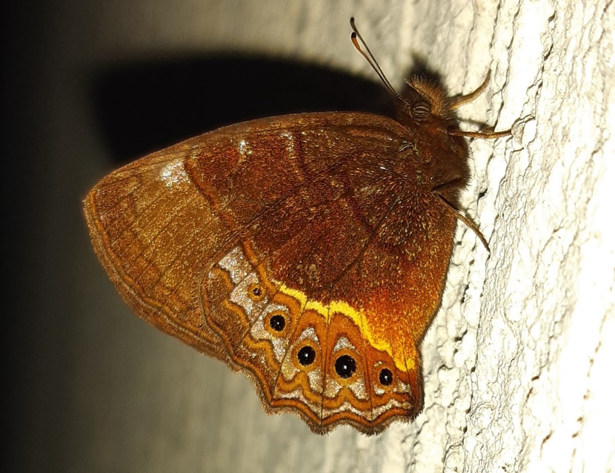 Eretis porphyria